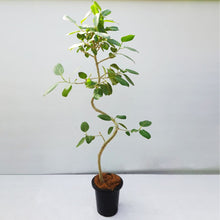画像をギャラリービューアに読み込む, 【一点物】フィカス・ベンガレンシス 8号 高さ約150cm 沖縄の観葉植物 No.541