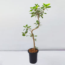 画像をギャラリービューアに読み込む, 【一点物】フランスゴム 8号 高さ約140cm 沖縄の観葉植物 No.526