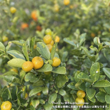 画像をギャラリービューアに読み込む, 【限定30鉢】実付き種なし金柑・ぷちまる(キンカン) 6号 ※予約商品:10/26まで 出荷予定:10/31