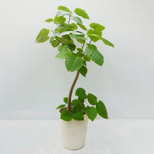 画像をギャラリービューアに読み込む, 【一点物】フィカス・ウンベラータ 8号 沖縄の観葉植物 高さ約130cm No.567