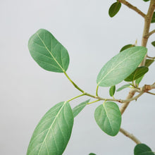 画像をギャラリービューアに読み込む, 【一点物】フィカス・ベンガレンシス 8号 高さ約150cm 沖縄の観葉植物 No.541