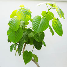 画像をギャラリービューアに読み込む, 【一点物】フィカス・ウンベラータ 8号 沖縄の観葉植物 高さ約150cm No.568
