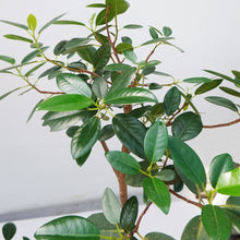 画像をギャラリービューアに読み込む, 【一点物】フランスゴム 8号 高さ約140cm 沖縄の観葉植物 No.526