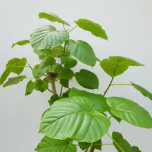 画像をギャラリービューアに読み込む, 【一点物】フィカス・ウンベラータ 8号 沖縄の観葉植物 高さ約130cm No.567