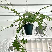画像をギャラリービューアに読み込む, フィッシュボーン・カクタス 5号 吊鉢