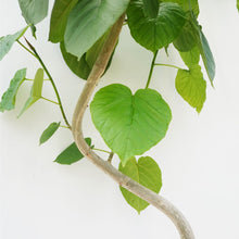 画像をギャラリービューアに読み込む, 【一点物】フィカス・ウンベラータ 8号 沖縄の観葉植物 高さ約150cm No.568