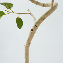 画像をギャラリービューアに読み込む, 【一点物】フィカス・ベンガレンシス 8号 高さ約150cm 沖縄の観葉植物 No.541