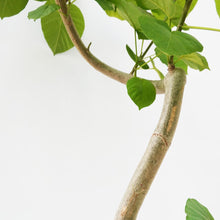 画像をギャラリービューアに読み込む, 【一点物】フィカス・ウンベラータ 8号 沖縄の観葉植物 高さ約130cm No.567