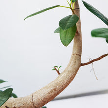 画像をギャラリービューアに読み込む, 【一点物】フランスゴム 8号 高さ約140cm 沖縄の観葉植物 No.526