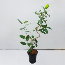 画像をギャラリービューアに読み込む, 【一点物】フィカス・ベンガレンシス 8号 高さ約140cm 沖縄の観葉植物 No.537