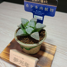 画像をギャラリービューアに読み込む, 【一点物】ハオルチア・夢光年 2号 信楽焼(丸鉢)セット