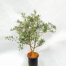 画像をギャラリービューアに読み込む, 香川で育ったオリーブの木(ネバディロブランコ) 8号 鉢カバーセット