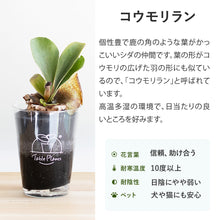 画像をギャラリービューアに読み込む, 【土を使わない観葉植物】テーブルプランツ(Table Plants) コウモリラン(ビカクシダ) ※数量限定