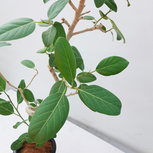 画像をギャラリービューアに読み込む, 【一点物】フィカス・ベンガレンシス 8号 高さ約140cm 沖縄の観葉植物 No.537