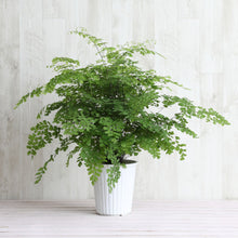 画像をギャラリービューアに読み込む, 【限定30個】アジアンタム・フラグランス 5号 ※予約商品:11/17まで 出荷予定:11/22より