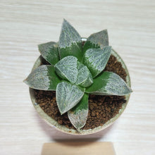 画像をギャラリービューアに読み込む, 【一点物】ハオルチア・夢光年 2号 信楽焼(丸鉢)セット