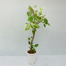 画像をギャラリービューアに読み込む, 【一点物】フィカス・アルテシーマ 10号 高さ約150cm 沖縄の観葉植物 No.158