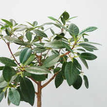 画像をギャラリービューアに読み込む, 【一点物】フランスゴム(まがり) 8号 沖縄の観葉植物 高さ約140cm No.590