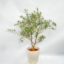 画像をギャラリービューアに読み込む, 香川で育ったオリーブの木(ネバディロブランコ) 8号 鉢カバーセット