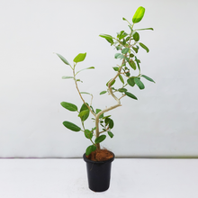 画像をギャラリービューアに読み込む, 【一点物】フィカス・ベンガレンシス 8号 高さ約140cm 沖縄の観葉植物 No.537