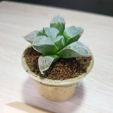 画像をギャラリービューアに読み込む, 【一点物】ハオルチア・夢光年 2号 信楽焼(丸鉢)セット