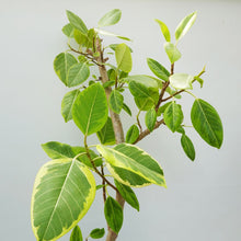 画像をギャラリービューアに読み込む, 【一点物】フィカス・アルテシーマ 10号 高さ約150cm 沖縄の観葉植物 No.158