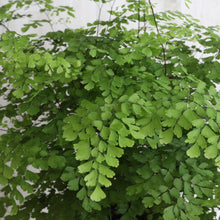 画像をギャラリービューアに読み込む, 【限定30個】アジアンタム・フラグランス 5号 ※予約商品:11/17まで 出荷予定:11/22より