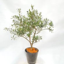 画像をギャラリービューアに読み込む, 香川で育ったオリーブの木(ネバディロブランコ) 8号 鉢カバーセット