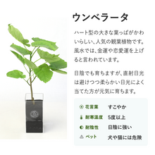 画像をギャラリービューアに読み込む, 【土を使わない観葉植物】テーブルプランツ トール(Table Plants TALL)