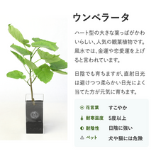 画像をギャラリービューアに読み込む, 【土を使わない観葉植物】テーブルプランツ(Table Plants) フィカス・ウンベラータ