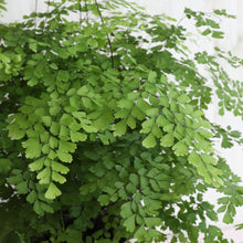 画像をギャラリービューアに読み込む, 【限定30個】アジアンタム・フラグランス 5号 ※予約商品:11/17まで 出荷予定:11/22より