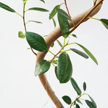 画像をギャラリービューアに読み込む, 【一点物】フランスゴム(まがり) 8号 沖縄の観葉植物 高さ約140cm No.590
