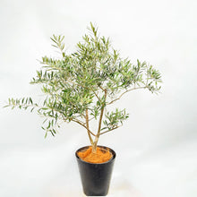 画像をギャラリービューアに読み込む, 香川で育ったオリーブの木(ネバディロブランコ) 8号 鉢カバーセット