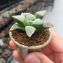 画像をギャラリービューアに読み込む, 【一点物】ハオルチア・夢光年 2号 信楽焼(丸鉢)セット