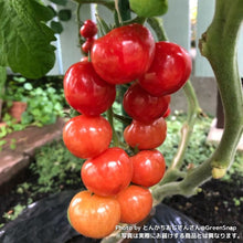 画像をギャラリービューアに読み込む, 【限定32鉢】実付きミニトマト(プチぷよ2)野菜苗 5号 ※予約商品:6/29まで 出荷予定:7/4