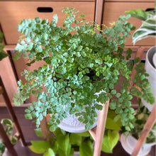 画像をギャラリービューアに読み込む, アジアンタム・フレグランス 5号 北欧デザインストレート鉢カバーセット&ポットスタンド ギフトにおすすめ