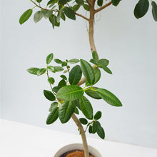 画像をギャラリービューアに読み込む, 【一点物】フランスゴム(まがり) 8号 沖縄の観葉植物 高さ約140cm No.590