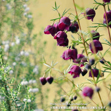 画像をギャラリービューアに読み込む, ボロニア・パープルジェラード 5号