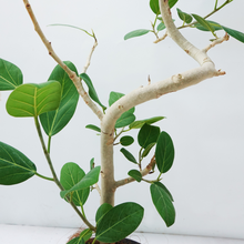 画像をギャラリービューアに読み込む, 【一点物】フィカス・ベンガレンシス 8号 高さ約140cm 沖縄の観葉植物 No.537