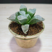 画像をギャラリービューアに読み込む, 【一点物】ハオルチア・夢光年 2号 信楽焼(丸鉢)セット