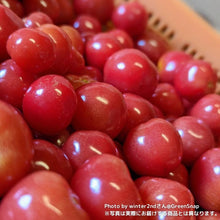 画像をギャラリービューアに読み込む, 【限定32鉢】実付きミニトマト(プチぷよ2)野菜苗 5号 ※予約商品:6/29まで 出荷予定:7/4