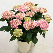 画像をギャラリービューアに読み込む, 【期間限定:4/7まで】アジサイ・テマリテマリピンク 4号