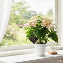画像をギャラリービューアに読み込む, 【限定56鉢】プリンセチア・ロゼマーブル 4号 ※予約商品:11/23まで 出荷予定:11/28