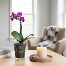 画像をギャラリービューアに読み込む, 【土を使わない花】テーブルプランツ(Table Plants) ミディ胡蝶蘭 ※期間限定