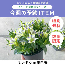 画像をギャラリービューアに読み込む, 【数量限定】リンドウ 心美白寿 4.5号 ※予約商品:9/14まで 出荷予定:9/19