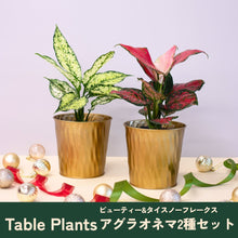 画像をギャラリービューアに読み込む, 【クリスマス限定セット】Table Plants(テーブルプランツ) アグラオネマ ※土を使わずに育てる観葉植物 ※予約商品