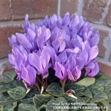 画像をギャラリービューアに読み込む, 【限定30鉢】ミニシクラメン・ドラゴン 3号 ※予約商品:10/12まで 出荷予定:10/17