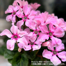 画像をギャラリービューアに読み込む, 【限定30鉢】ミニシクラメン・イリュージア'ピンクラテ' 3号 ※予約商品:10/12まで 出荷予定:10/17