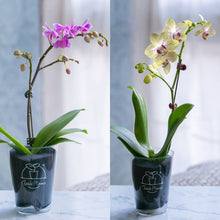 画像をギャラリービューアに読み込む, 【土を使わない花】テーブルプランツ(Table Plants) ミディ胡蝶蘭 ※期間限定