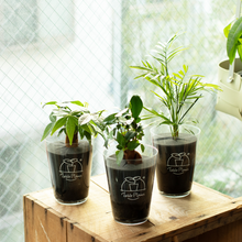画像をギャラリービューアに読み込む, 【ペットが居ても安心!】土を使わない観葉植物テーブルプランツ(Table Plants) 3種セット